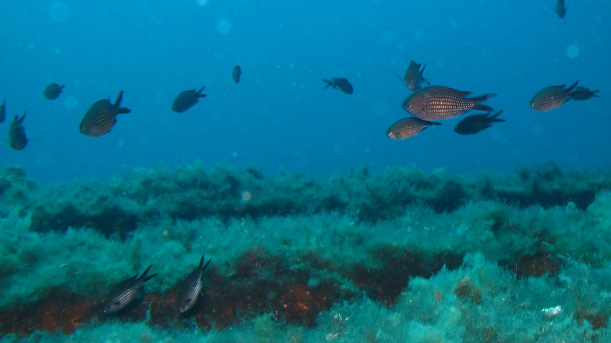 130 Castagnole (Chromis chromis).JPG - Castagnole (Chromis chromis) : adulte